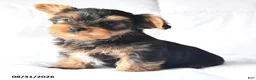 Yorkshire Terrier dogs for sale: Adam - Ad 4