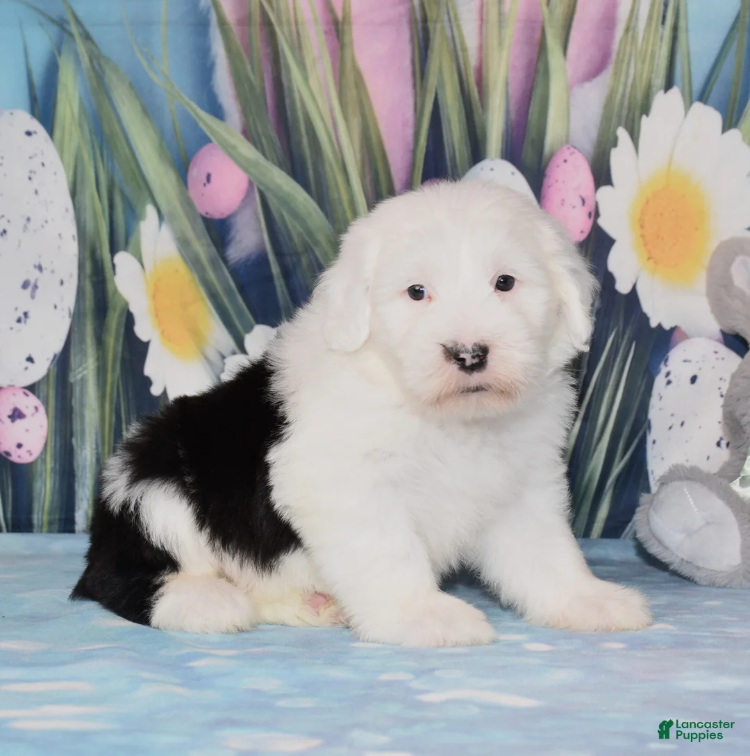 Old English Sheepdog dogs for sale: Tundra  - Ad 2