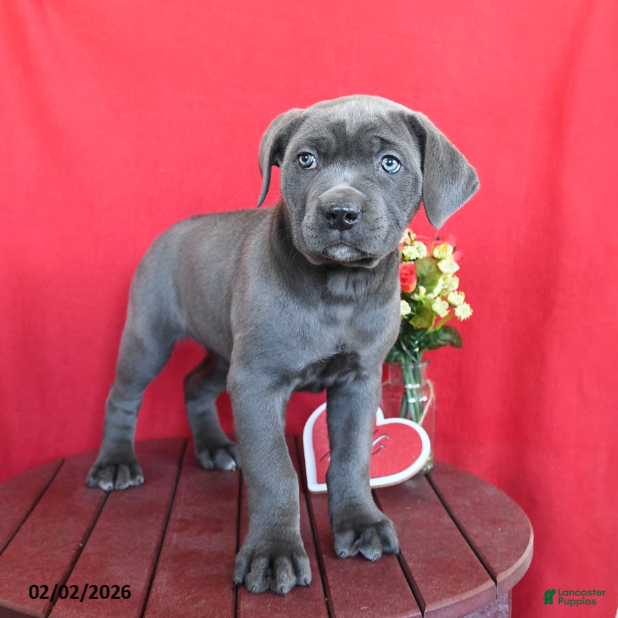 Cane Corso dogs for sale: Kelsey - Ad 3