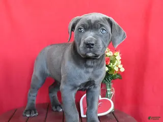 Cane Corso dogs for sale: Kelsey - Ad 3