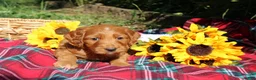 Mixed Breed dogs for sale: Posey - Irish Goldendoodle  - Ad 4