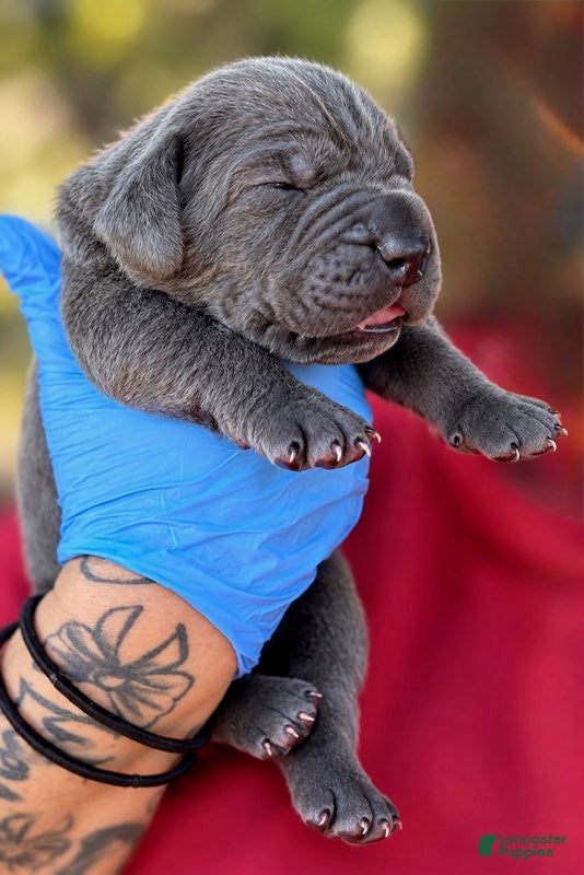 Cane Corso dogs Milan - Ad 1