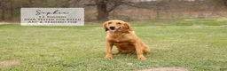 Golden Retriever dogs for sale: Stacy - Ad 3