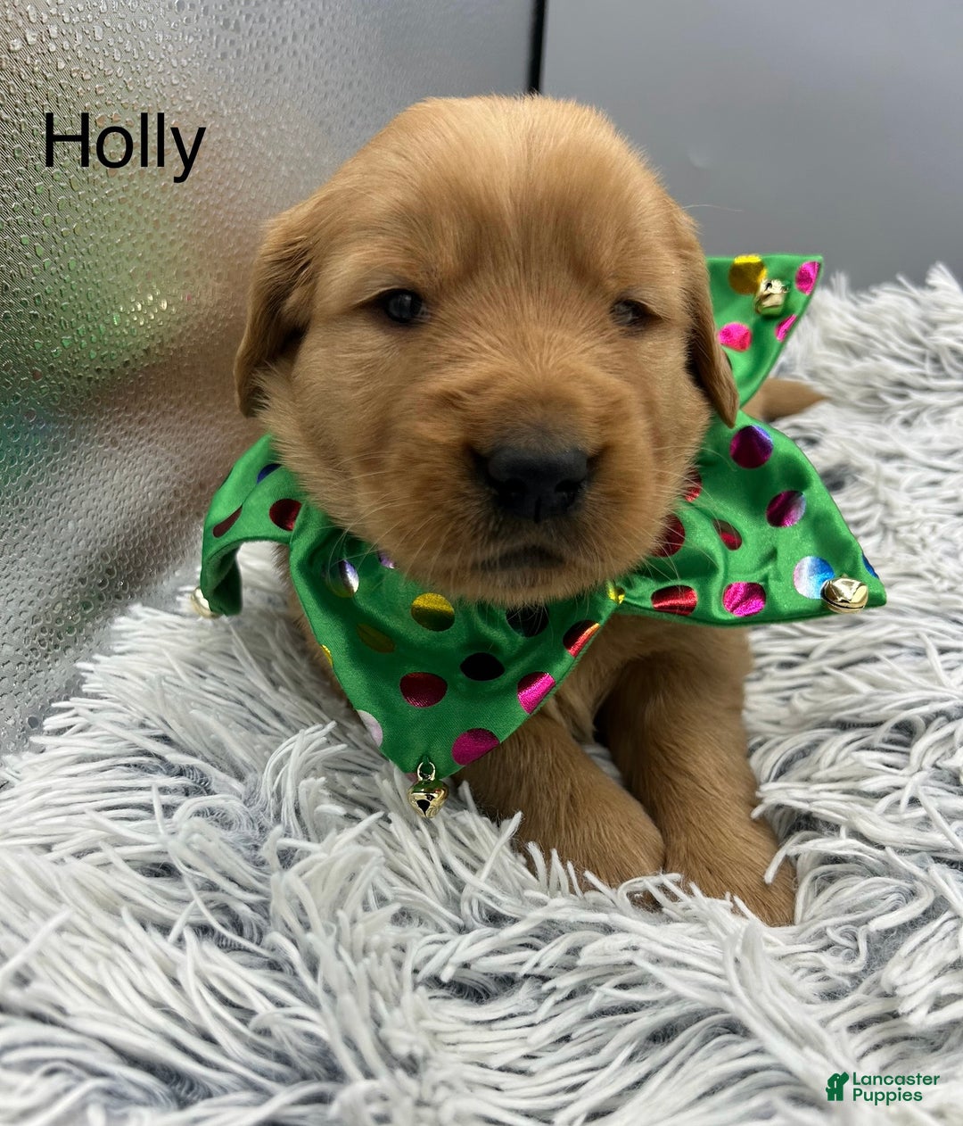 Golden Retriever dogs for sale: Golden Retriever Puppy -Holly - Ad 10