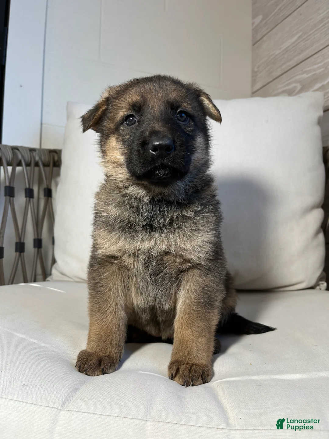 German Shepherd dogs for sale: Vienna - Ad 3