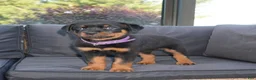 Rottweiler dogs for sale: Greta - Ad 4