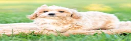 Maltipoo dogs for sale: Twila - Ad 2