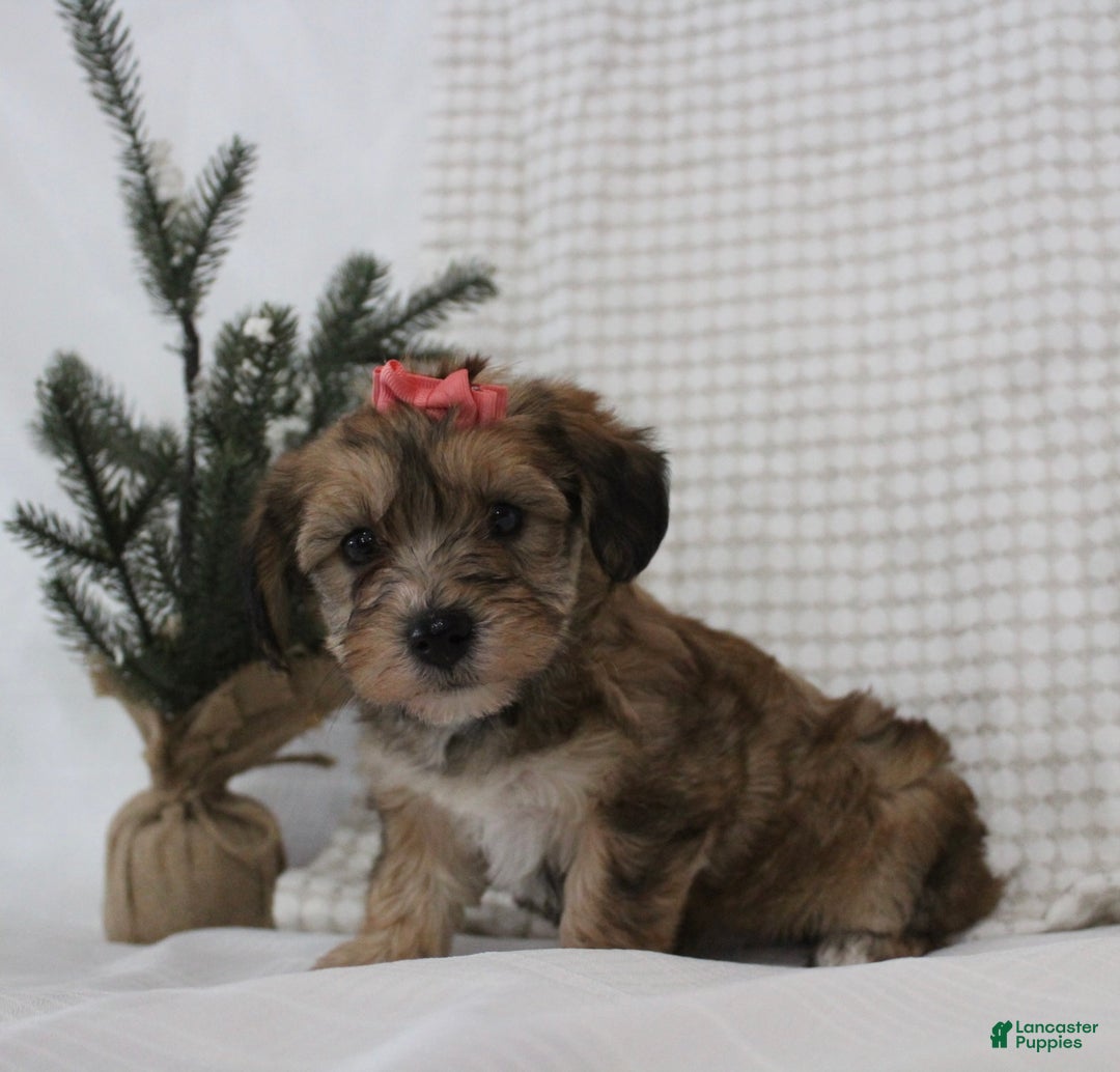 Yorkiepoo dogs for sale: Aurora - Ad 3