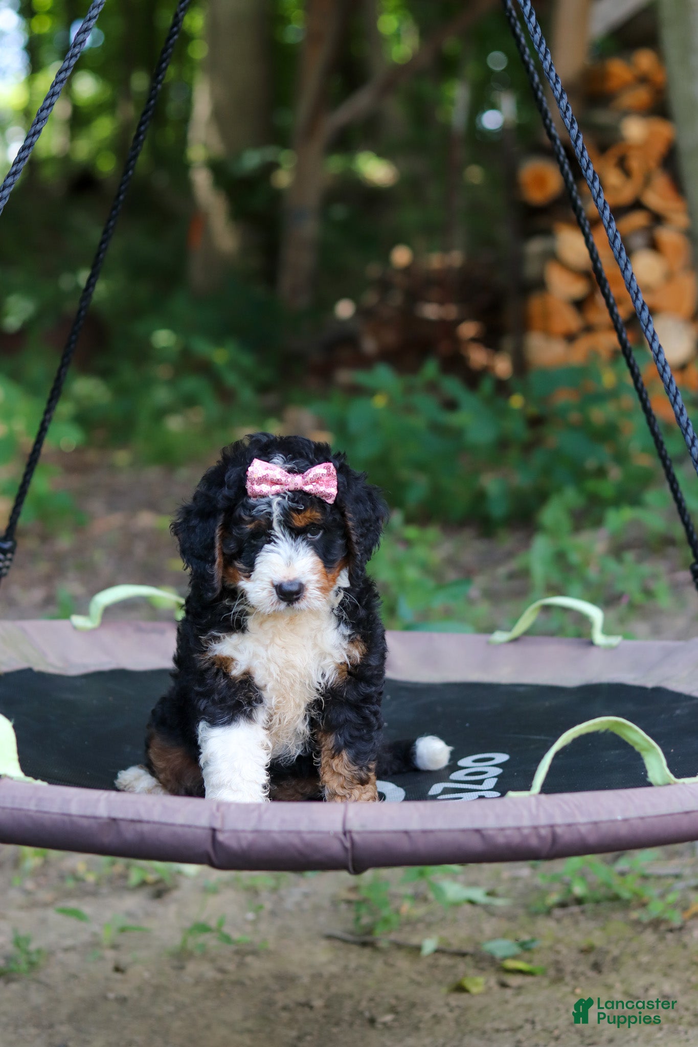 Mini Bernedoodle dogs Reese - Ad 2