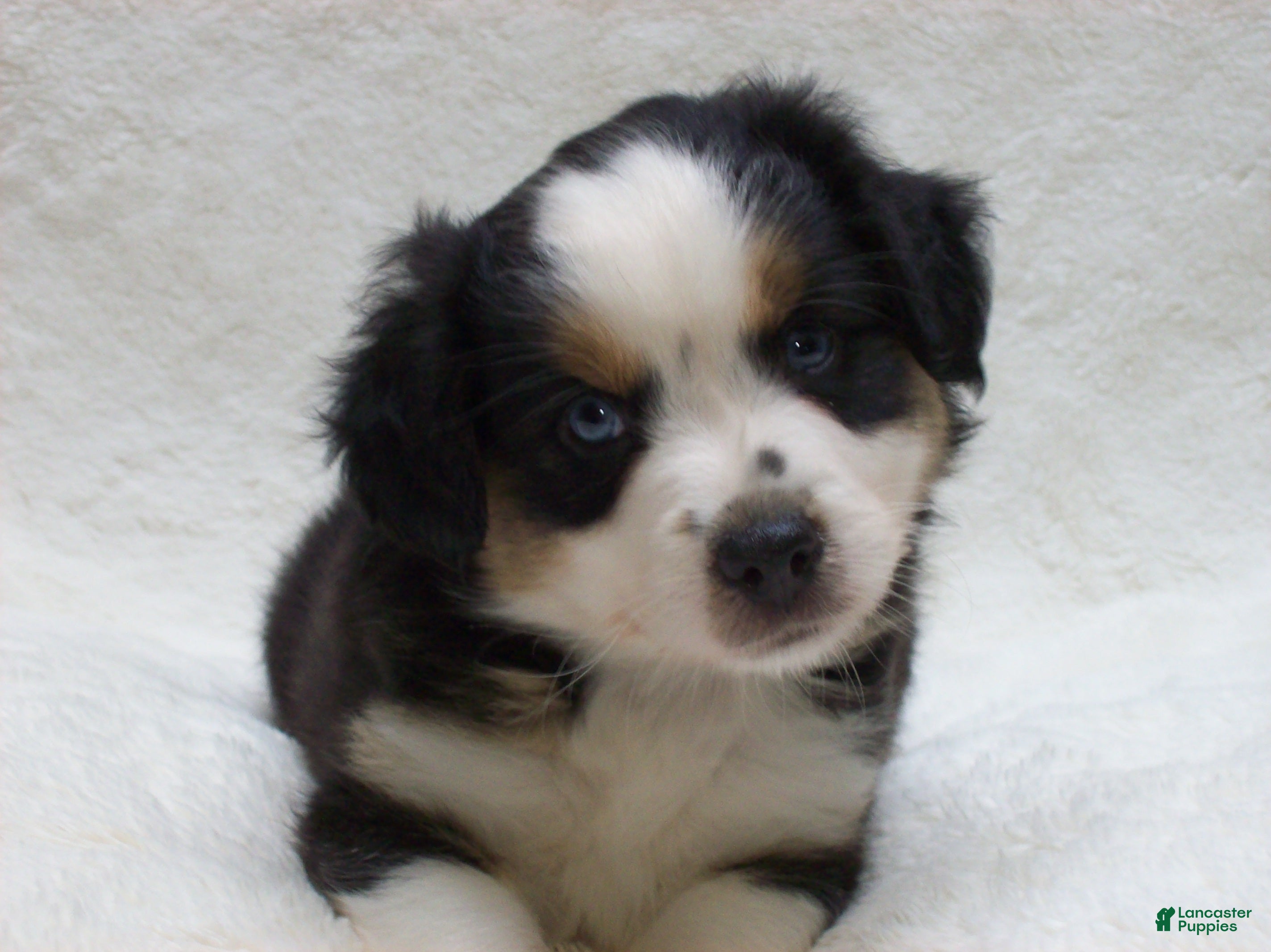 Miniature Australian Shepherd dogs for sale: Blaze - Ad 1