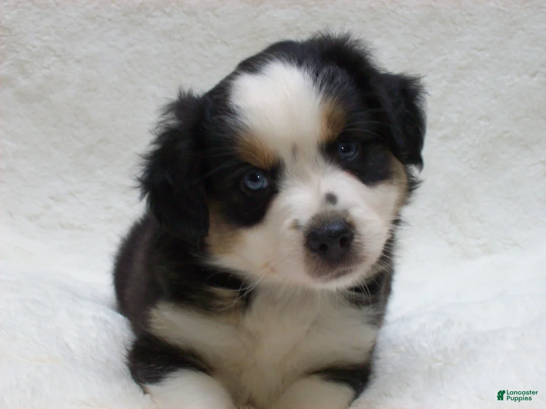 Miniature Australian Shepherd dogs for sale: Blaze - Ad 1