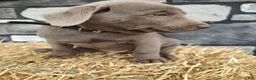 Labrador Retriever dogs for sale: Everest - Ad 2