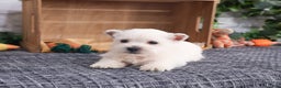 West Highland Terrier dogs for sale: Allister  - Ad 9