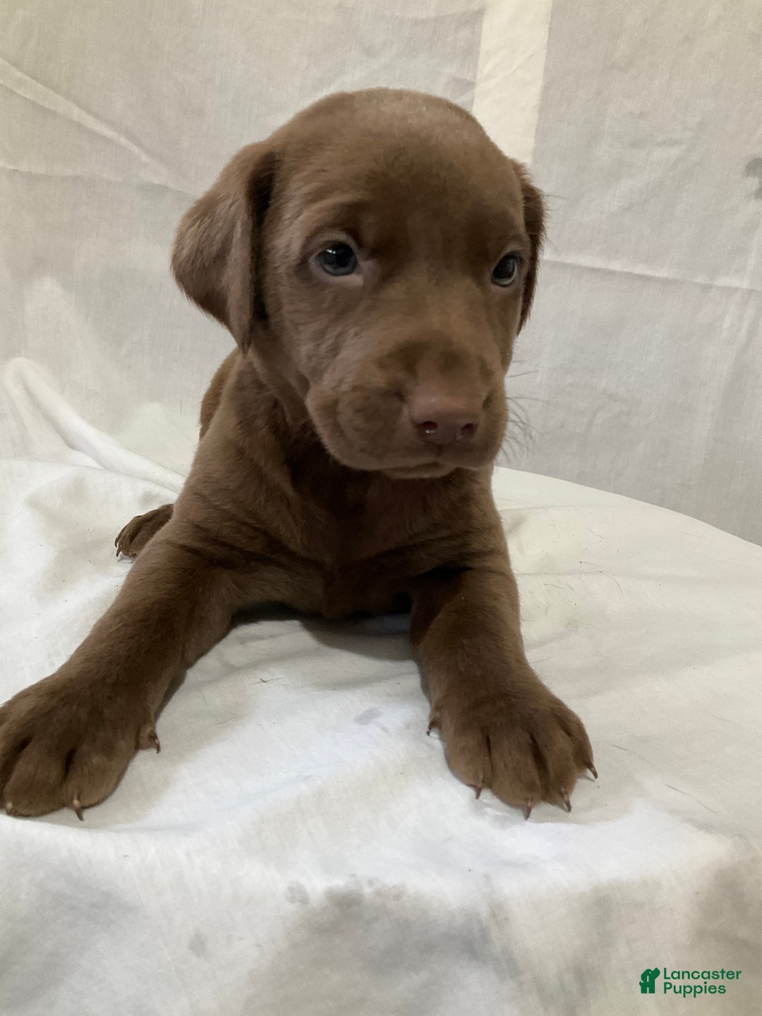 Labrador Retriever dogs for sale: Gracie - Ad 2