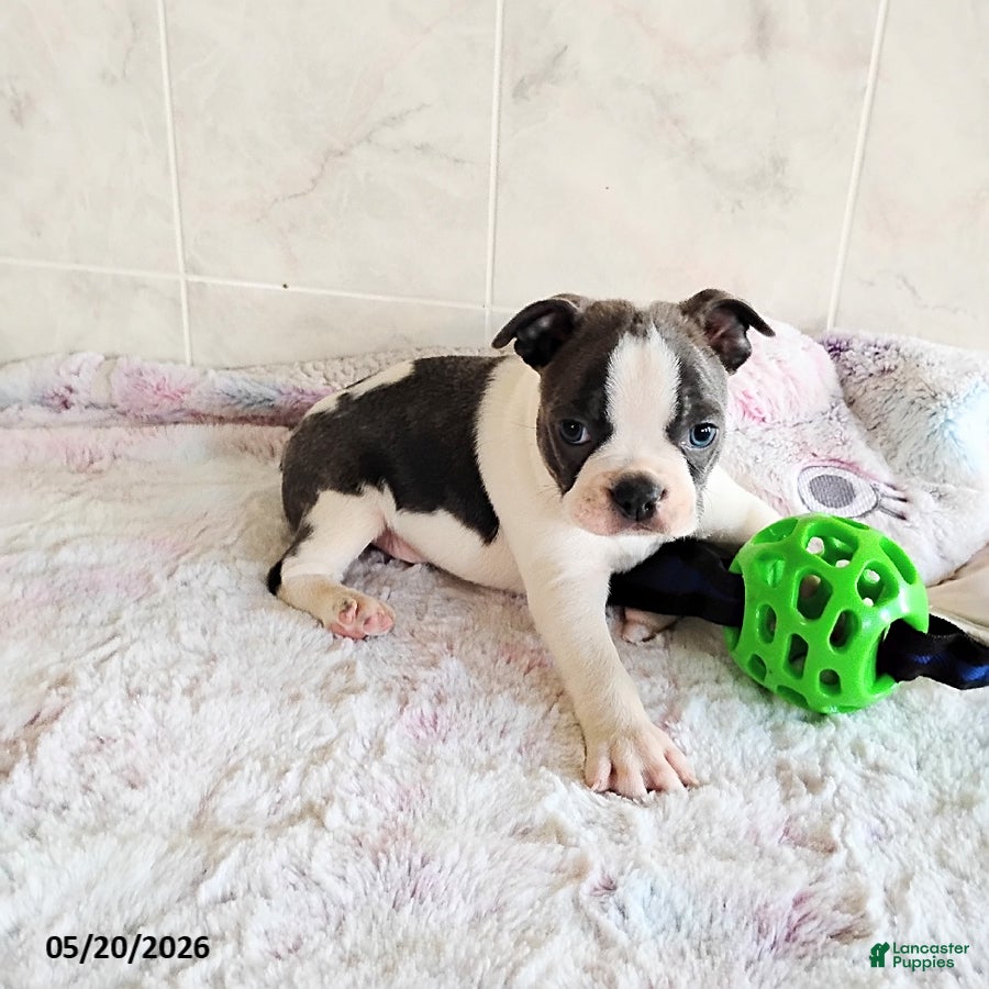 Boston Terrier dogs Robbie - Ad 1