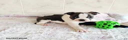 Boston Terrier dogs for sale: Robbie - Ad 1
