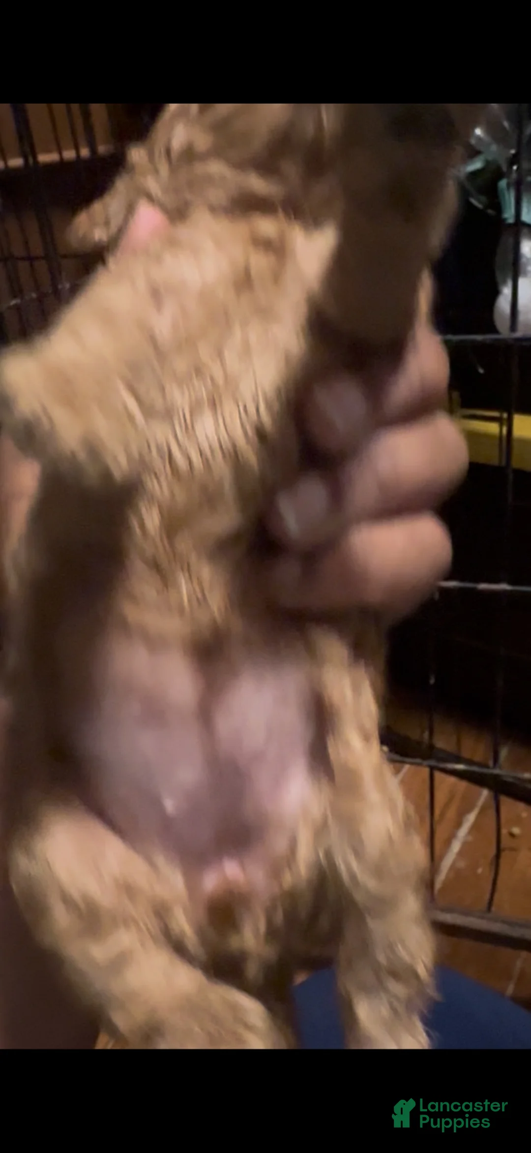 Cockapoo dogs for sale: Ruby  cockapoo  - Ad 2