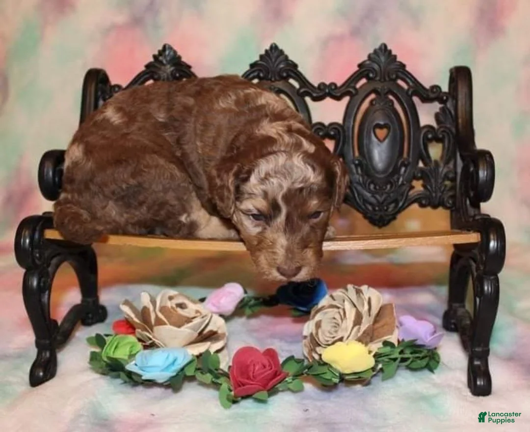 Gallery Image {{count}}