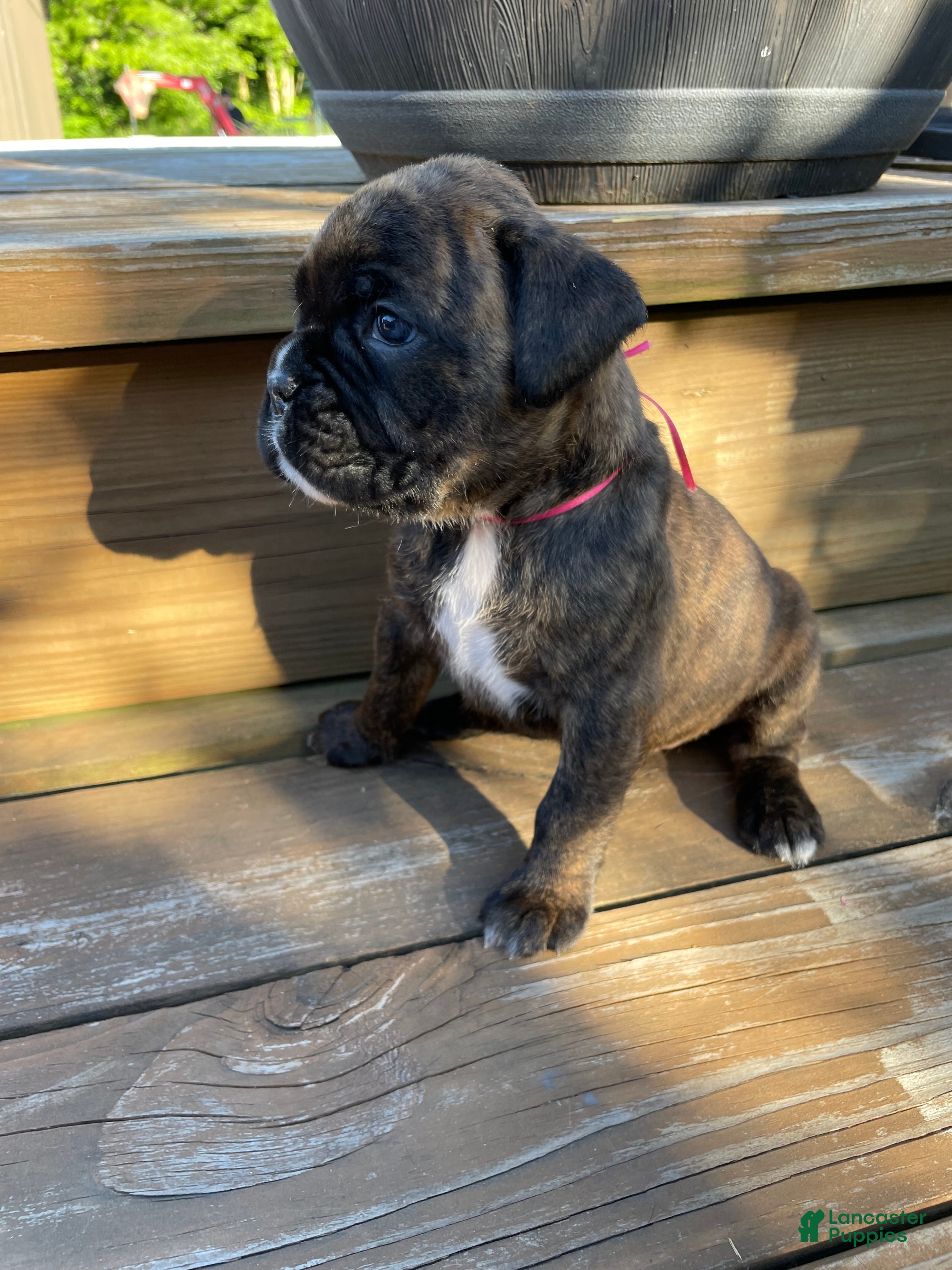 Boxer dogs Pink - Ad 1