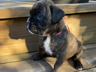 Boxer dogs for sale: Pink - Ad 2