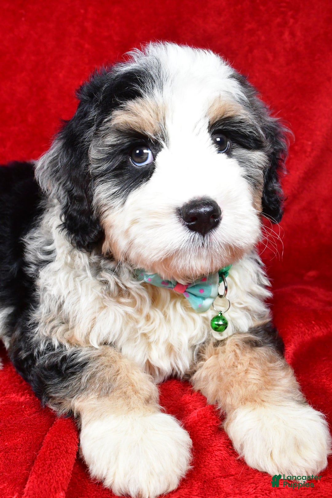 Mixed Breed dogs for sale: Chester - Ad 5