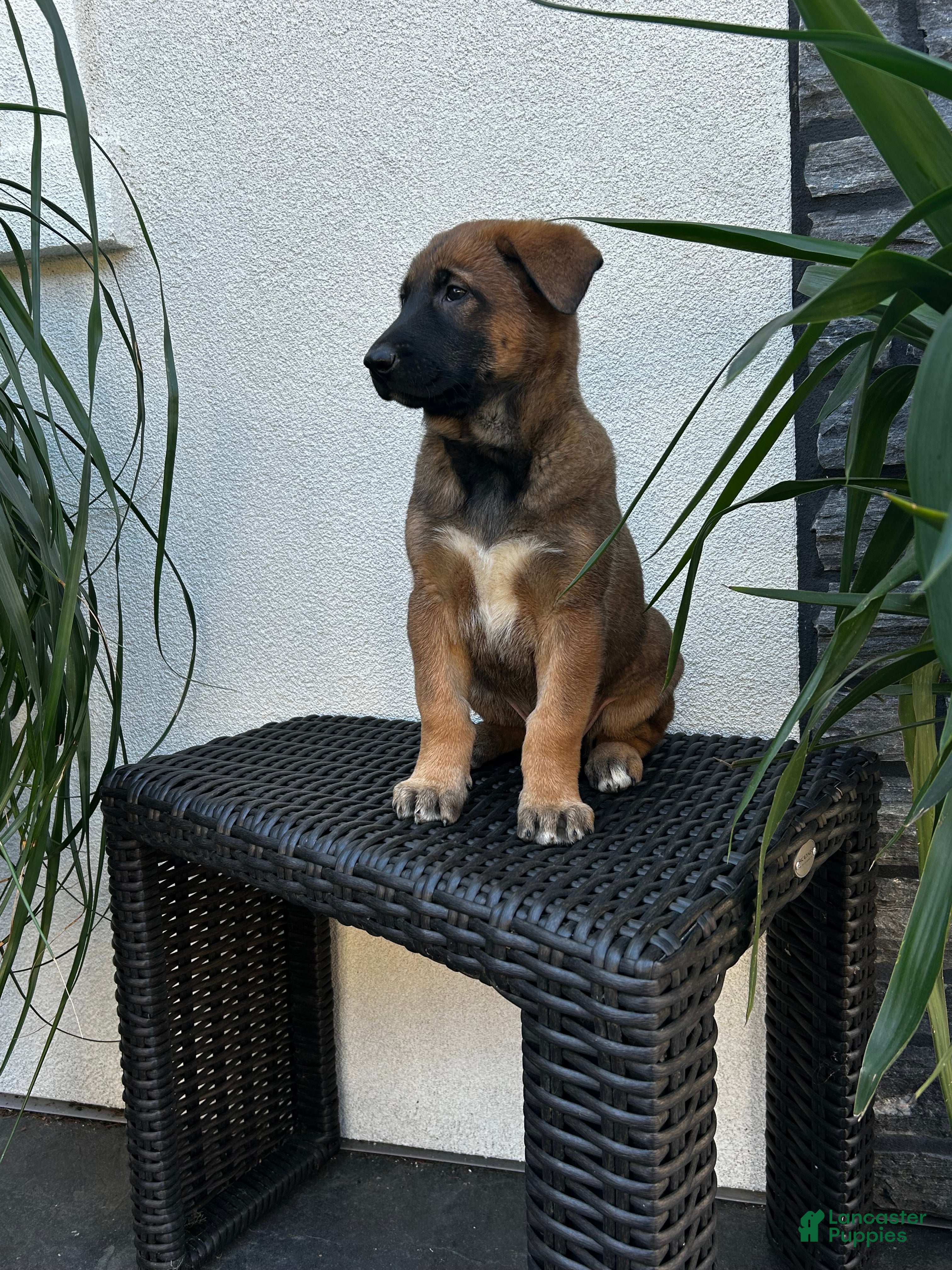 Belgian Malinois dogs Belgian Malinois Puppy Luna - Ad 2