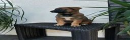 Belgian Malinois dogs for sale: Belgian Malinois Puppy Luna - Ad 2