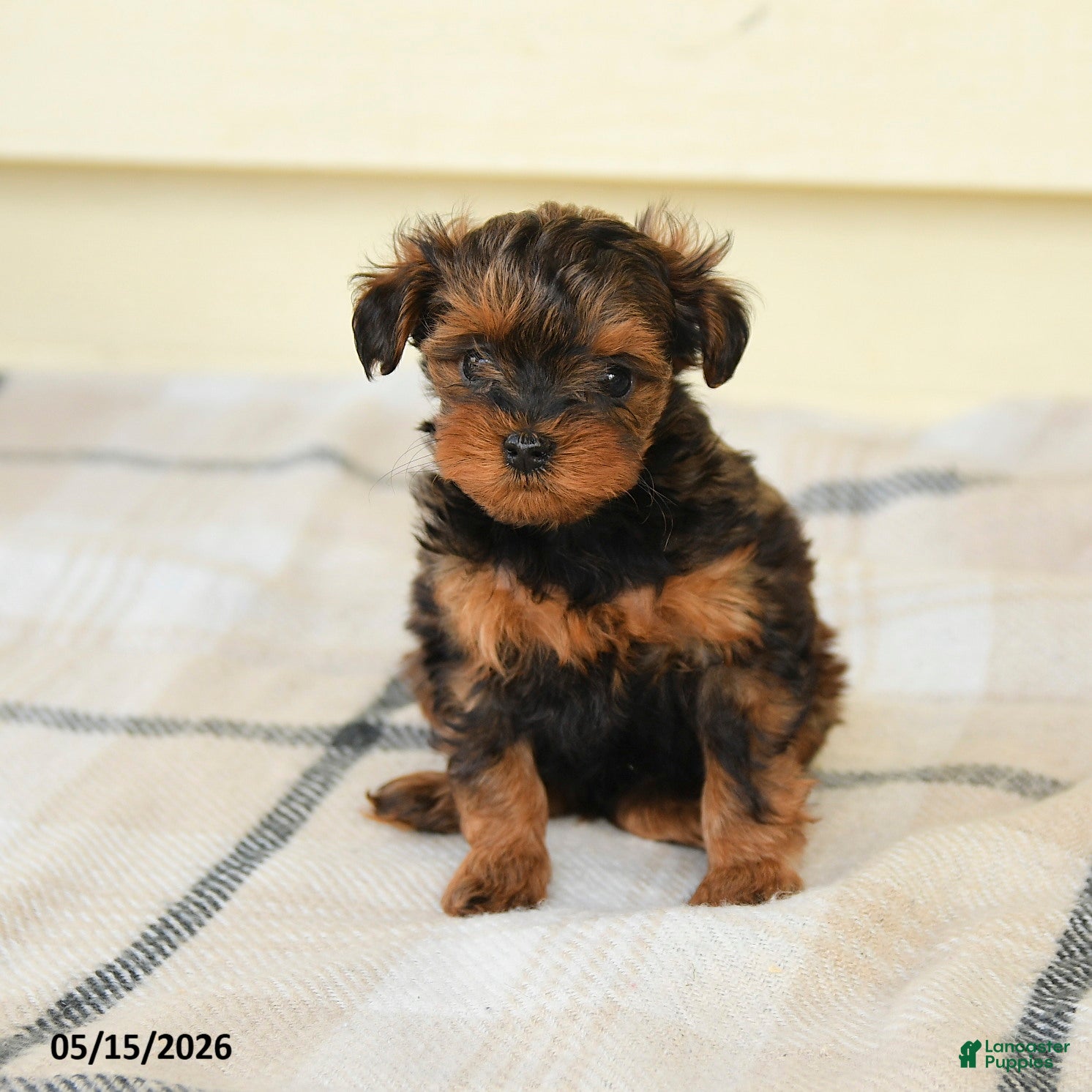Yorkiepoo dogs Cecilia - Ad 2