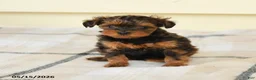 Yorkiepoo dogs for sale: Cecilia - Ad 2