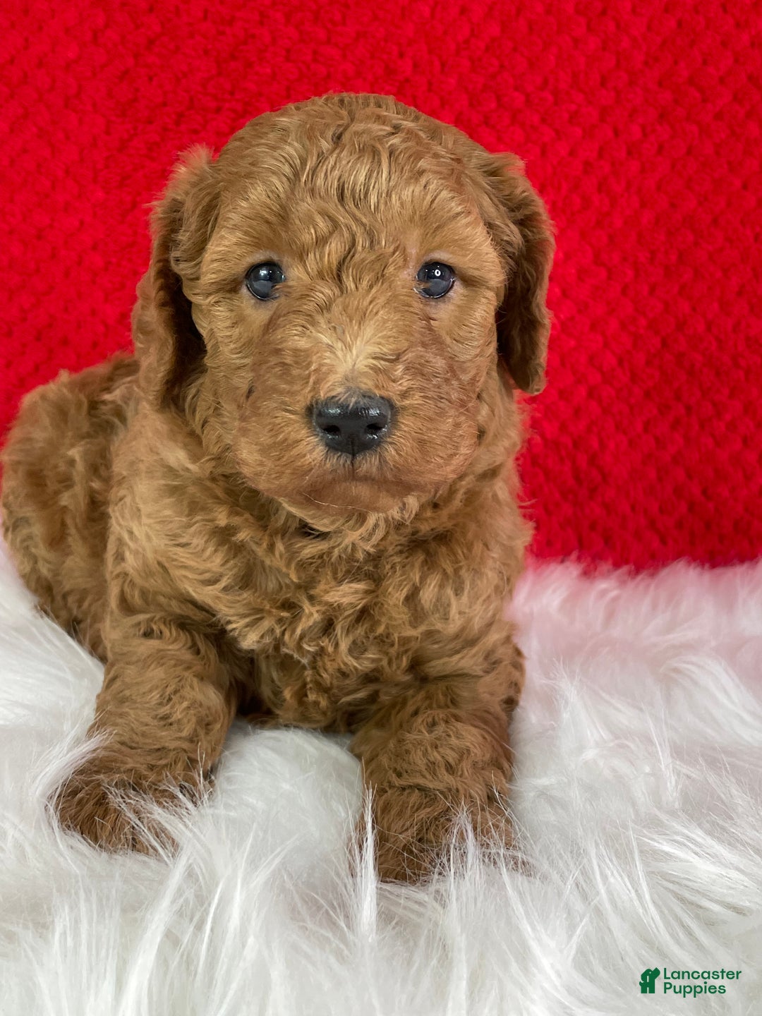Mini Goldendoodle dogs for sale: Jack - Ad 5