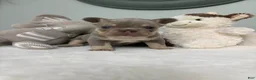 French Bulldog dogs for sale: French Bulldog 2 - Ad 4