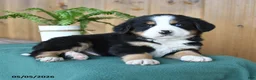 Bernese Mountain Dog dogs for sale: Pal - Ad 4