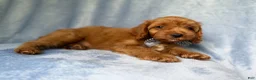 Cavapoo dogs for sale: Moose - Ad 6