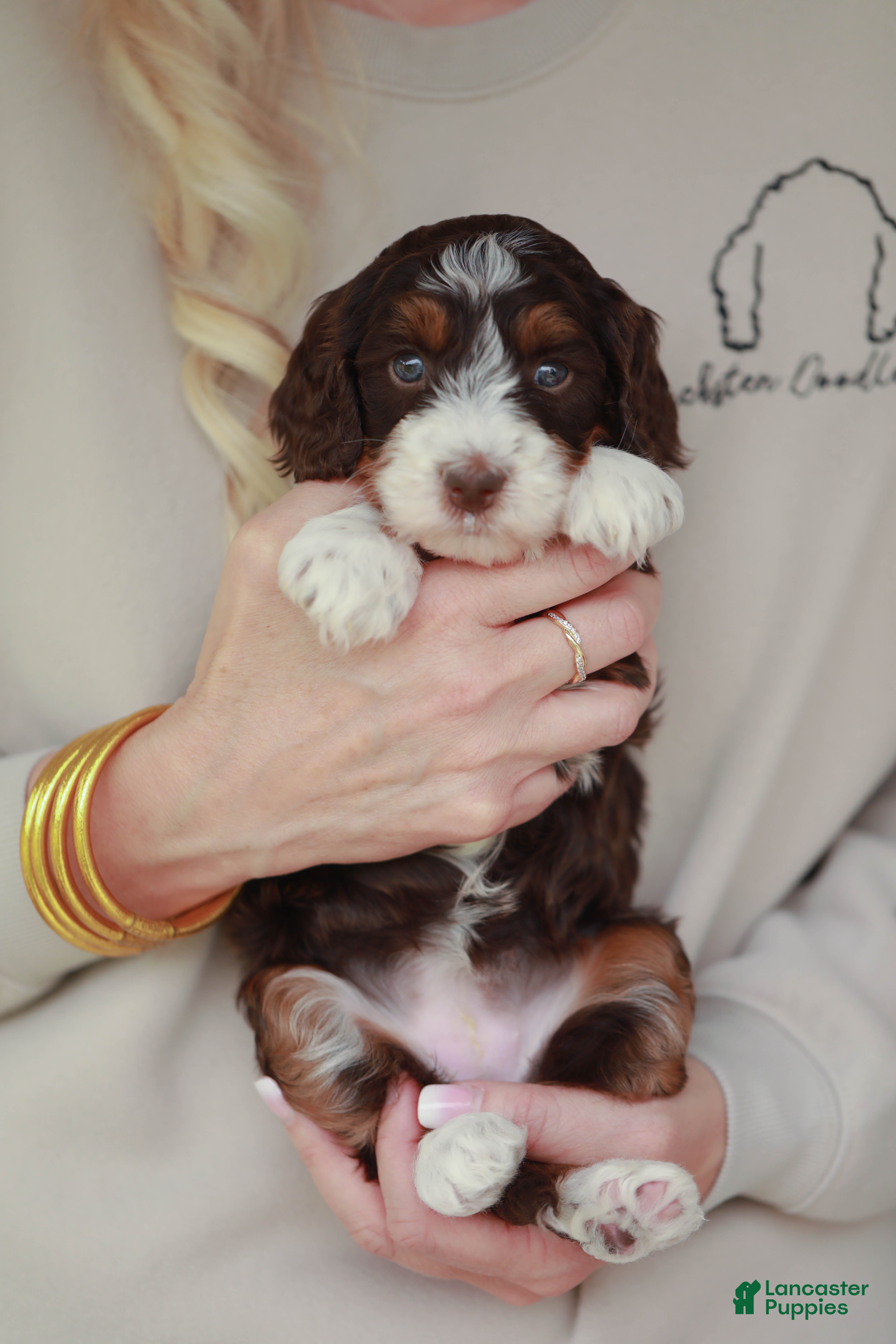 Bernedoodle dogs Peanut  - Ad 2