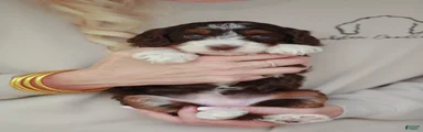 Peanut 