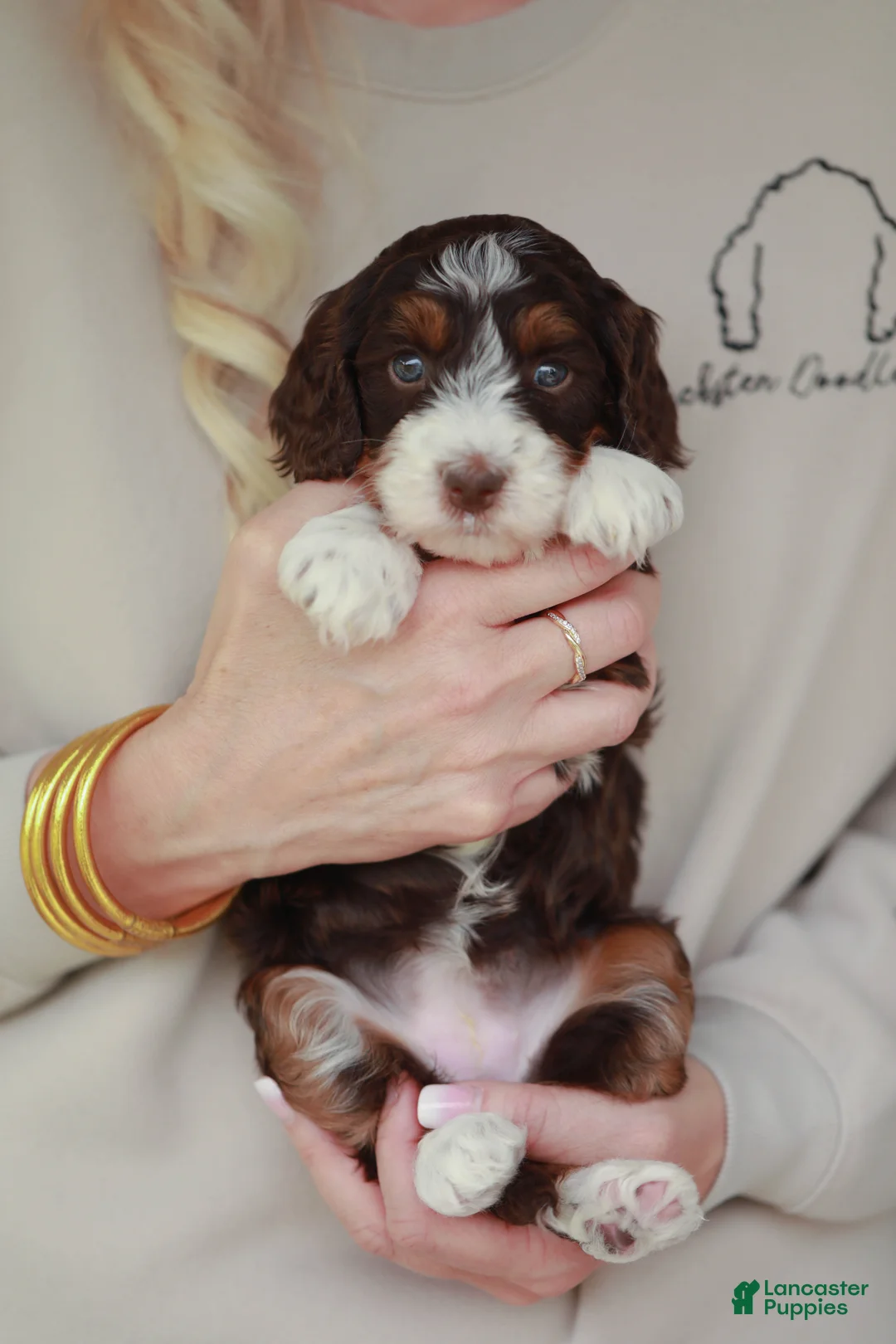 Bernedoodle dogs for sale: Peanut  - Ad 1