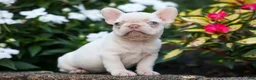 French Bulldog dogs for sale: Reba 💗 - Ad 14