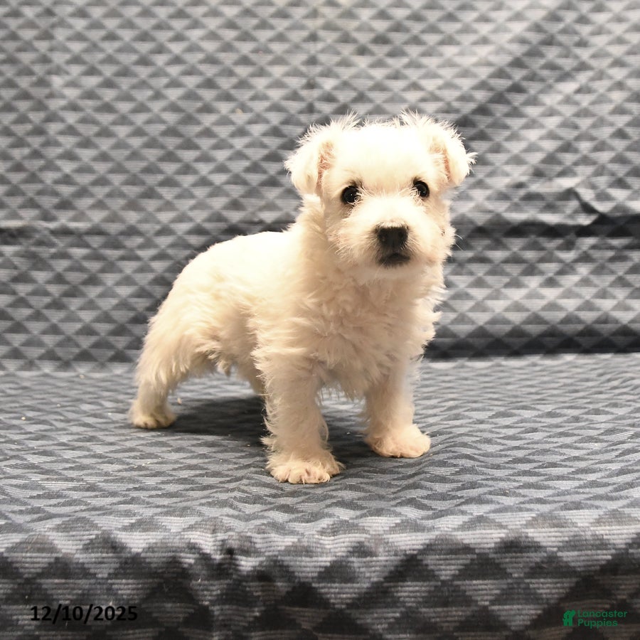 West Highland Terrier dogs Ginger - Ad 5