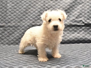 West Highland Terrier dogs Ginger - Ad 1