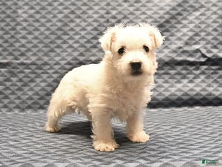 West Highland Terrier dogs Ginger - Ad 1