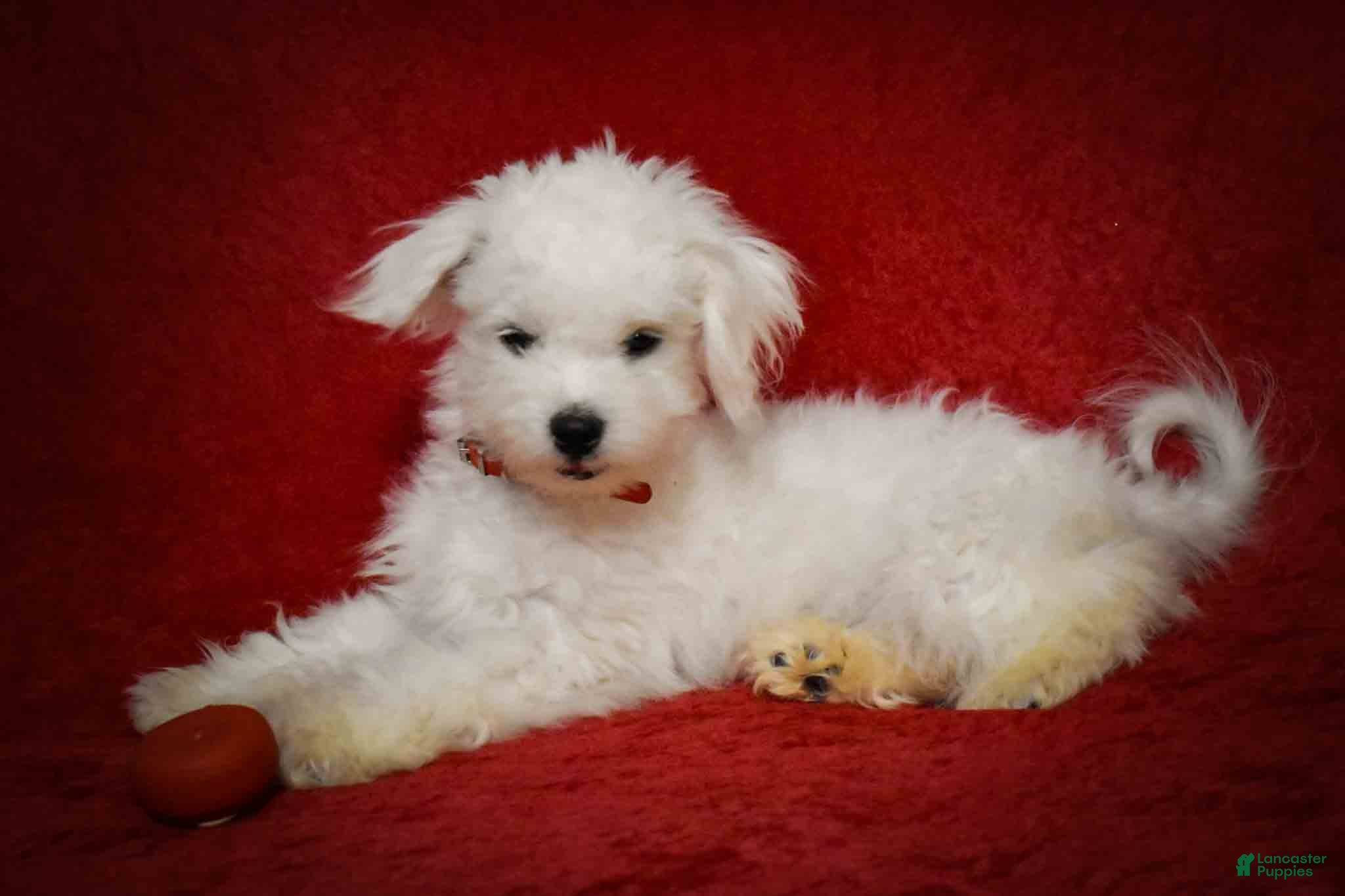 Maltese dogs Blake 💙 - Ad 1
