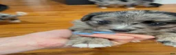 Mixed Breed dogs for sale: Coco - Ad 7