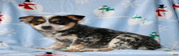 Australian Cattle Dog dogs for sale: Teddy - Ad 4