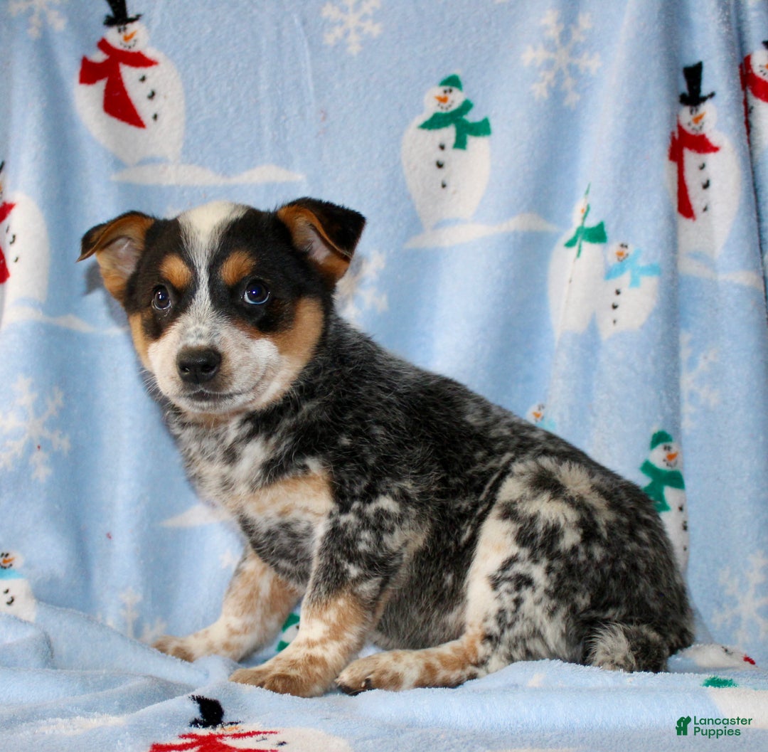 Australian Cattle Dog dogs for sale: Teddy - Ad 4