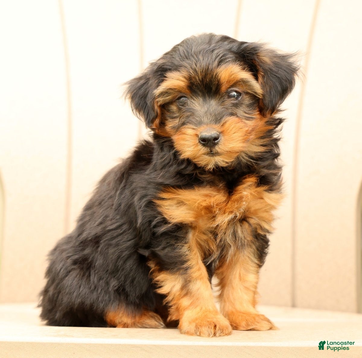 Morkie dogs Debora - Ad 1