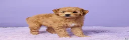 Mini Goldendoodle dogs for sale: Bonnie - Ad 4