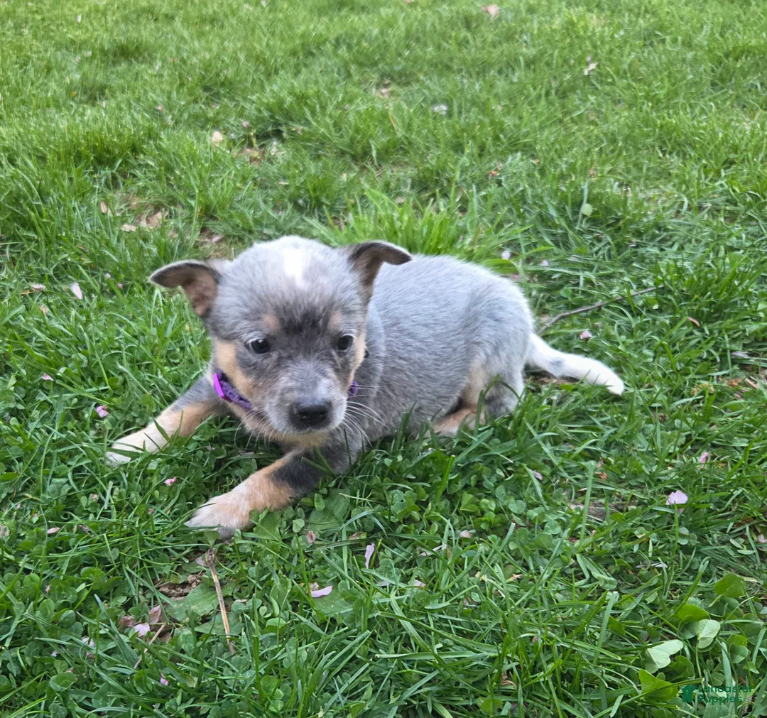 Australian Cattle Dog dogs for sale: Jill - Ad 1