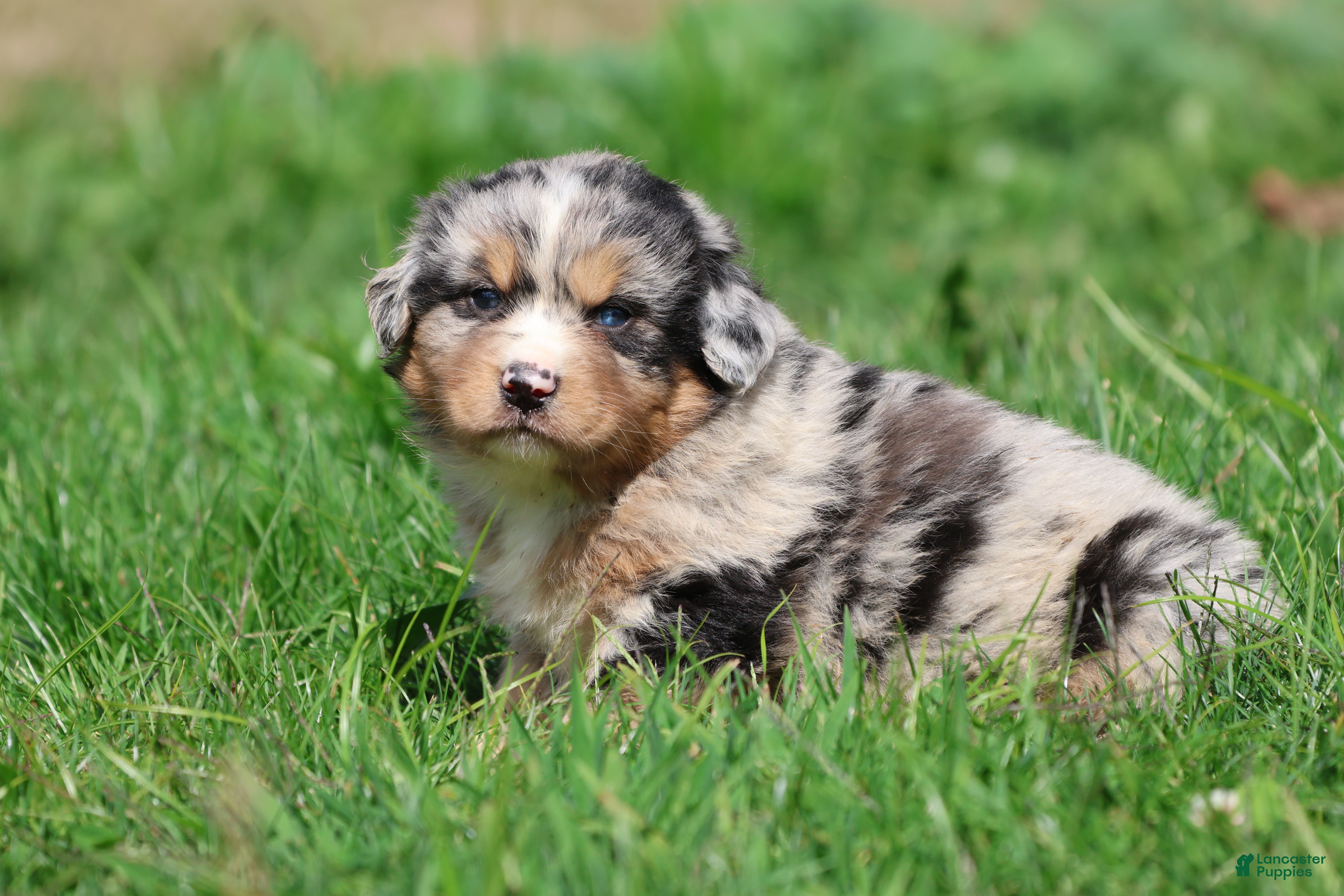 Mixed Breed dogs Chewbacca - Ad 2