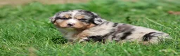 Mixed Breed dogs for sale: Chewbacca - Ad 2