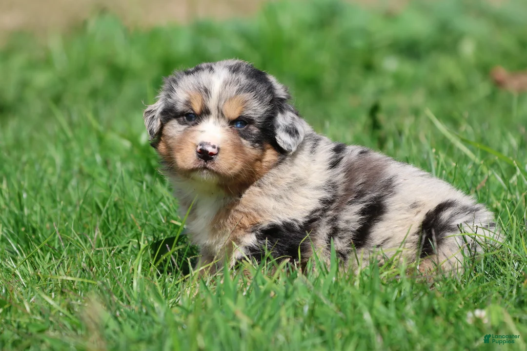 Mixed Breed dogs for sale: Chewbacca - Ad 2